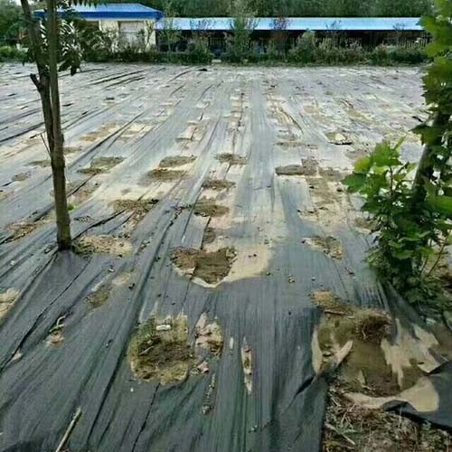 防草�?6